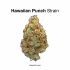 Purchasing Weed T-Shirts – Everything You Need to Know