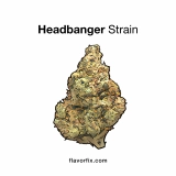 Headbanger Strain — Get Ready to Rock