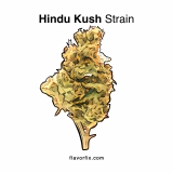 Hindu Kush Strain — The Tranquilizer