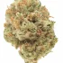 Citral Glue Strain — Get Mentally Stimulated and Stress-Free