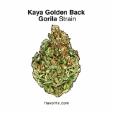 Kaya Golden Back Gorilla