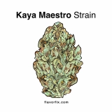 Kaya Maestro