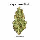 Kaya Haze