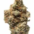 Sour Apple Strain — Pucker Up