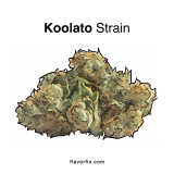 Koolato Strain — Keep It Cool and Fun