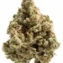 Master Kush Strain — A True Marijuana Masterpiece