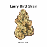 Larry Bird Strain — Get Higher Than Bird’s Legendary Jump Shot