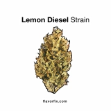 Lemon Diesel Strain — The Feel-Good Funk