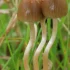 Psilocybe Cubensis – The Cubes Mushroom Strain