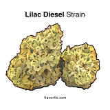 Lilac Diesel Strain — Floral, Funky, Fun, and Functional