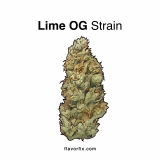 Lime OG Strain — A Truly Flavorful Ride