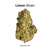 Limon Strain — A Head High Like No Other Citrus
