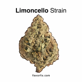 Limoncello Strain — Bright Lemon Cherry Fun