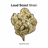 Loud Scout Strain — Soothe Pain Without Snoozing