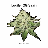 Lucifer OG Strain  — Dance With the Devil Himself