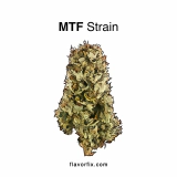 MTF Strain — A Marvelous Mashup of Magnificent Landrace Strains