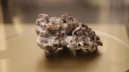 Magic Truffles – Psilocybe Tampanensis Everything You Ever Wanted to Know