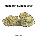 Mandarin Sunset Strain — A Soothing Sunset Smoke