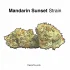 Lucid Blue Strain — Drift Into the Blue