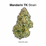Mandarin TK Strain — Sublime Citrus Energy