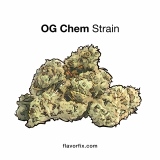 OG Chem Strain — Stellar Sativa Hybrid With Legendary Parents