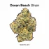 Pancakes Strain — Breakfast Treats Any Time of Day