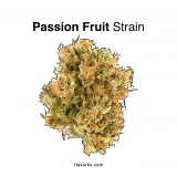 Passion Fruit Strain — Quash Your Cannabis Craving
