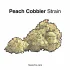 Sour Grapes Strain — Pucker Up and Prepare for Pure Bliss
