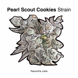 Pearl Scout Cookies Strain — Sweet, Creative, Relaxing Perfection