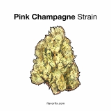 Pink Champagne Strain — Light Up and Celebrate Yourself