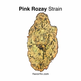 Pink Rozay Strain — As Smooth as the Finest Wine