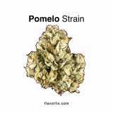 Pomelo Strain — Exotic Citrus Explosion