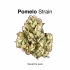 Pancakes Strain — Breakfast Treats Any Time of Day