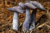 Psilocybe Caerulipes – Blue Foot Mushroom