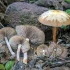 Magic Truffles – Psilocybe Tampanensis Everything You Ever Wanted to Know