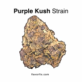 Purple Kush Strain — A Must Try For Weed Lovers
