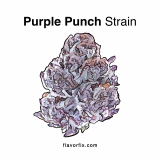 Purple Punch Strain — Knock Yourself Out With a Heavy Hitter