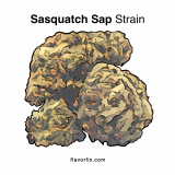 Sasquatch Sap Strain — Stanky Like Bigfoot