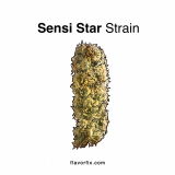 Sensi Star Strain — Put Your Mind & Body at Ease