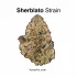 Stardawg Strain — Sparkling Like the Stars
