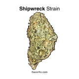 Shipwreck Strain— Ride the Wave