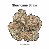 Slurricane Strain — Sweet, Sedating Stress Relief