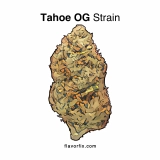 Marijuana Strains Tahoe OG Strain — A Hybrid From The Beautiful Lake Tahoe