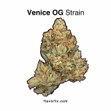 Venice OG Strain — Sunny and Stimulating