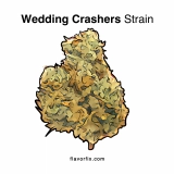 Wedding Crashers Strain — Energy to Crash Anything