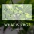 What does CBD stand for?