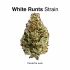 Mac 1 Strain — The Number One Miracle for Energy