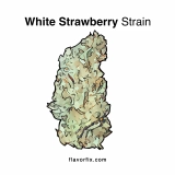White Strawberry Strain — A Delicious, All-Day Treat