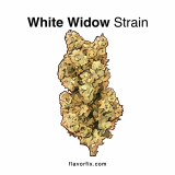 6 Top Champagne Cocktail Recipes for Big and Small Occasions The White Widow Strain — A Legendary Hybrid