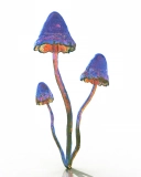 Psilocybe Azurescens